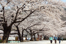 우리학교 벚꽃 멋지죠?