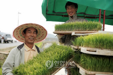 칠곡서 경북지역 첫 모내기