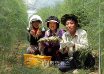 당진서 채소왕 아스파라거스 본격 출하