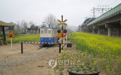 안산시 협궤철길 유채꽃 보러 오세요