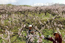 음성 감곡 복사꽃 활짝..무릉도원