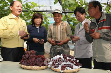<카메라뉴스> 계절 앞당긴 영동포도 수확