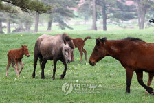 초원으로 봄맞이 나온 제주 조랑말