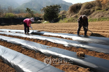 <카메라뉴스> 농촌 비닐 씌우기 작업 한창