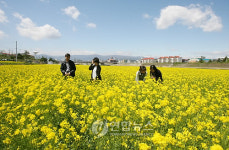 꽃 세상 펼쳐진 강릉 남대천 둔치