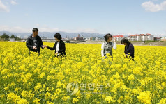 꽃 세상 펼쳐진 강릉 남대천 둔치
