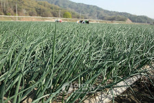 양파밭 잡초 뽑기