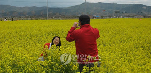 <카메라뉴스> 대천해수욕장 주변 유채꽃