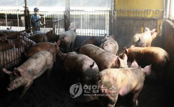 <SI 비상> 양돈 농가‥방역에 `만전