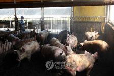 <SI 비상> 방역 만전 기하는 양돈 농가