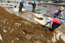 어선 입출항 가로막은 해초 제거