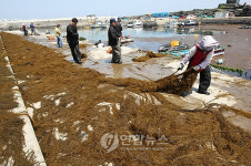 어선 입출항 가로막은 해초 제거