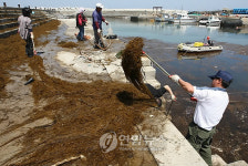 어선 입출항 가로막은 해초 제거
