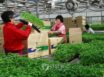 <카메라뉴스> 음성고추 풍년 예감