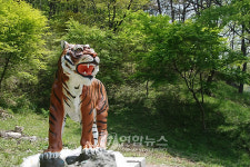 `귀향못한 불갑산 호랑이 모형으로..