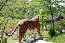 `귀향못한 불갑산 호랑이