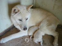 경주 토종개 동경이 4대 강아지 출생