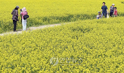 유채꽃에 빠지다