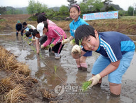 <카메라뉴스> 양구 어린이들 손모내기 체험