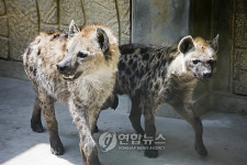 능동어린이대공원 하이에나 보러오세요