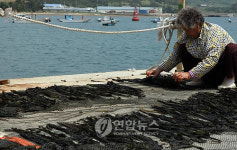 견내량 돌미역 말리기 한창