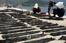 견내량 돌미역 말리기 한창