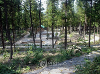 <볼록거울> 치유의 숲, 장흥 편백림