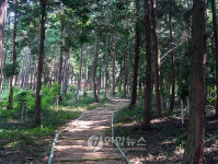 <볼록거울> 치유의 숲, 장흥 편백림