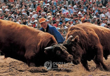 <사람들> 국내 소싸움 1인자 송인기씨