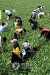 삼척 왕마늘을 아십니까 30일 산양마을 축제