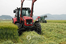 청보리, 한우 성장에 큰 효과<서천군>