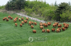 초원 질주하는 대관령 한우들
