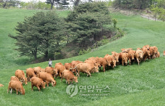 초원 질주하는 대관령 한우들