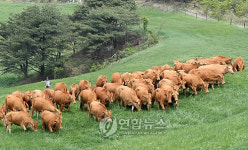 초원 질주하는 대관령 한우들