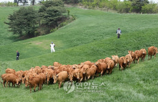 초원 질주하는 대관령 한우들