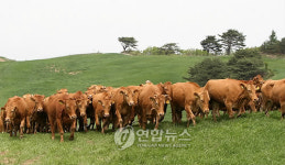 대관령 한우 첫 방목