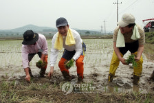 모내기 하는 이 대통령