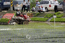 자연분해 비닐로 철원 친환경 농사