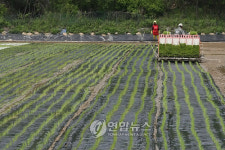 자연분해 비닐로 철원 친환경 농사