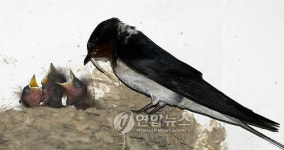 춘천 콘도 11년 단골 제비 부부