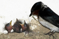 춘천 콘도 11년 단골 제비 부부