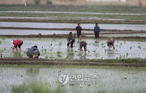 북한, 쌀로 조국을 받들자…농사 일손 총동원, 농업 부문 발전에 역량 집중