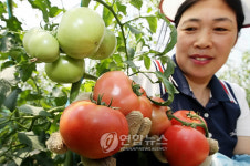 金토마토, 어때요