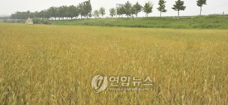 정안천변에 펼쳐진 밀밭