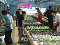 다육식물 키우자..대구서 동호인 급증