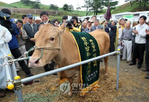내가 최고의 암소 한우