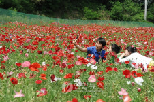 원주 용수골마을서 양귀비 축제