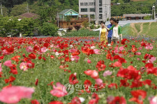 원주 용수골마을서 양귀비 축제