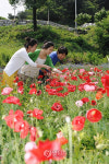원주 용수골마을서 양귀비 축제