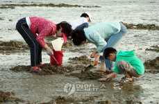 태안 해변 맛잡이 한창
